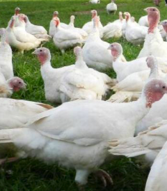 Whole Diestel Turkey image 4